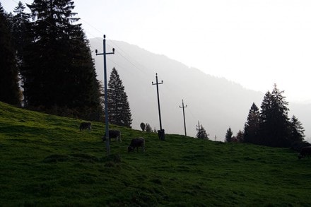Oberallgäu: Rundtour von Nagelfluhkette (Gunzesried)