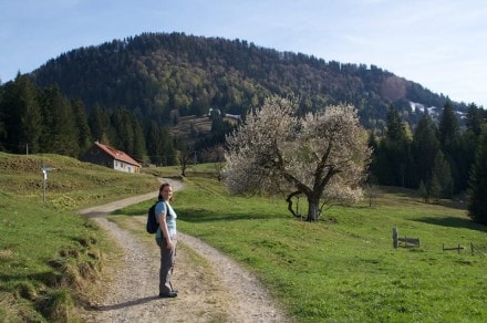 Oberallgäu: Rundwandertour von Steibis aus zu den Buchenegger Wasserfälle (Oberstaufen)