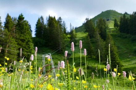 Oberallgäu: Über die Alpe Kammeregg auf den Grünten (Kranzegg)