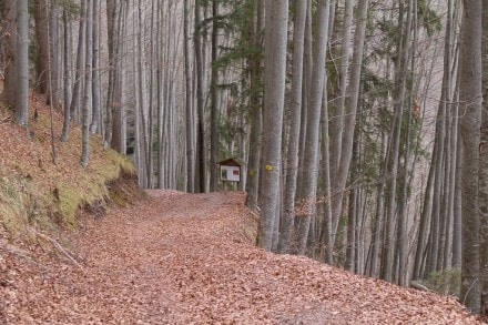 Ostallgäu: Naturlehrpfad Senkele (Hopfen am See)