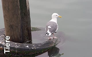 Tier- und Insektenbilder