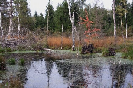 Oberallgu: Werdensteiner Moos und die Burg Werdenstein (Werdenstein)
