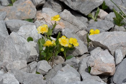 Oberallgu: Bergblumen (Allguer Alpen)