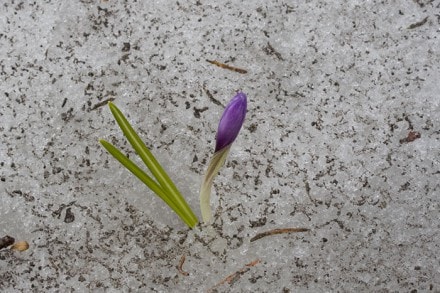 Oberallgäu: Enzian und weitere Berg Blumen in den Allgäuer Alpen (Allgäuer Alpen)