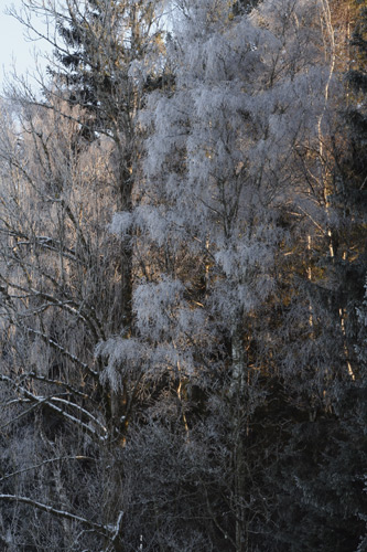 Eine kleine Wanderung um Wiggensbach herum (Wiggensbach - Oberallgäu / 2006)