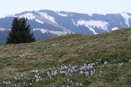 Oberallgäu: Sonthofner Hütte (Bad Hindelang)