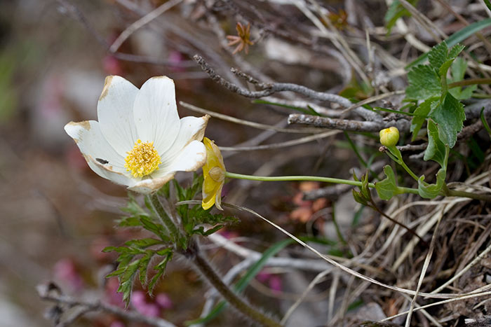 Vom Bärental aus über die Klagenfurter Hütte auf die Bielschitza (Festritz an der Drau - Kärnten / 2006)