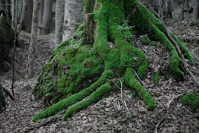 Von der Vordere Krumbach Alpe auf den Bärenkopf und Steineberg (Gunzesried - Oberallgäu / 2006)