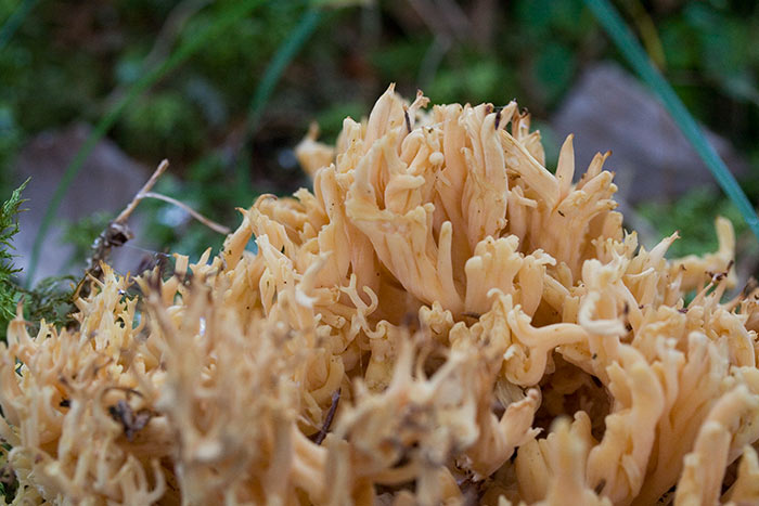 Entlang des Eybachtobel zur Entschenalpe (Oberstdorf - Oberallgäu / 2006)