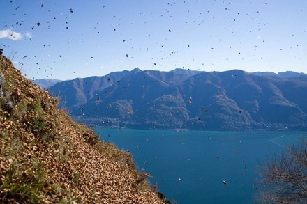 Kanton Tessin:  (Ascona - Lago Maggiore-)