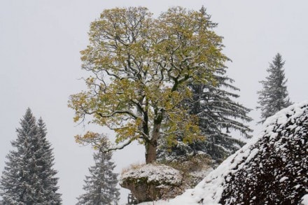 Oberallgäu:  (Steibis)