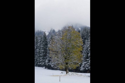 Oberallgäu: Tour (Steibis)