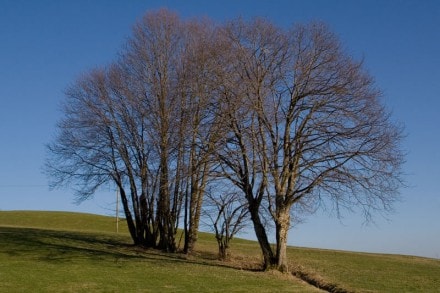 Oberallgäu: Buchenberg (Buchenberg)