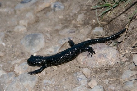 Oberallgu: Alpensalamander (Oberstaufen)