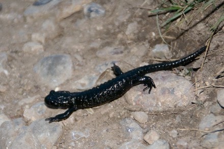 Oberallgäu: Alpensalamander (Oberstaufen)