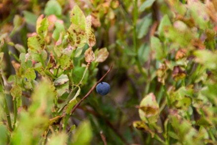 Oberallgu: Blaubeeren (Gunzesried)