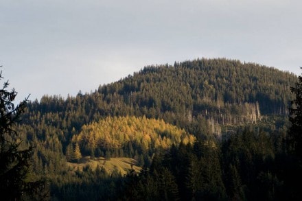 Vom Ostertal Parkplatz hoch zur Mittelberg Alpe
