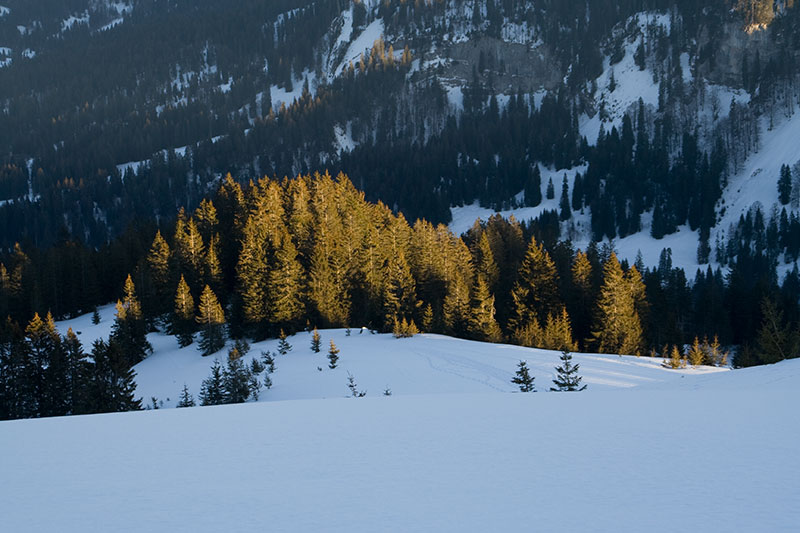 Über die Scheuen Alpe auf den Hochschelpen (Balderschwang - Oberallgäu / 2008)