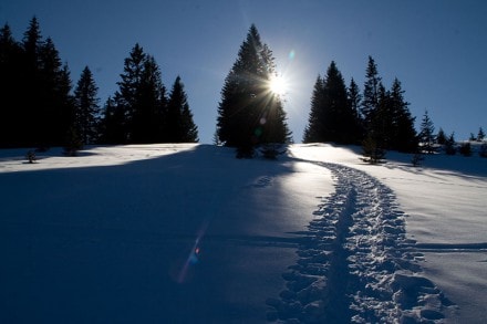 Oberallgäu: Über die Scheuen Alpe auf den Hochschelpen (Balderschwang)