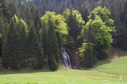 Oberallgu: Kessel Alpe (Immenstadt)