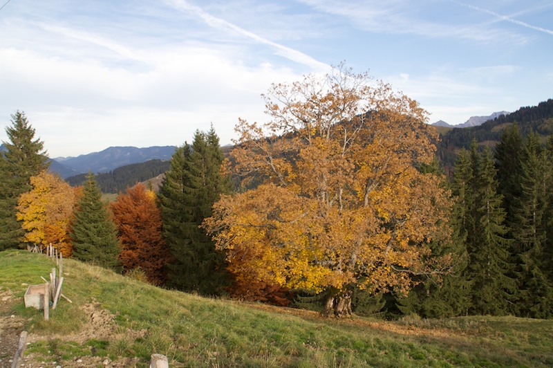 Vom Ostertal Parkplatz bei Gunzesried, auf die Höllritzer Alpe (Gunzesried - Oberallgäu / 2008)