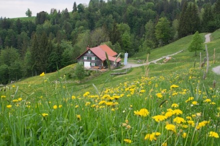 Oberallgäu: Alpe Neugschend (Oberstaufen)