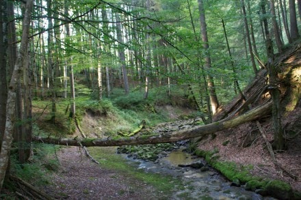 Oberallgu: Rohrbachtobel (Waltenhofen)