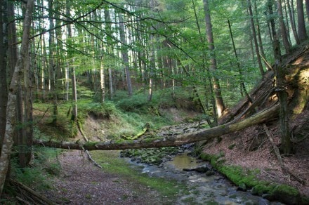 Oberallgäu: Rohrbachtobel (Waltenhofen)