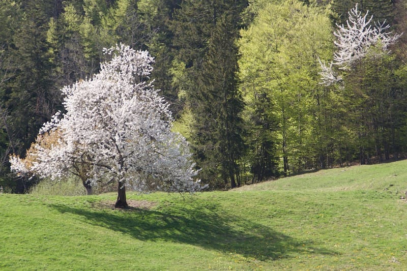 Rundwandertour von Steibis aus zu den Buchenegger Wasserfälle (Oberstaufen - Oberallgäu / 2009)