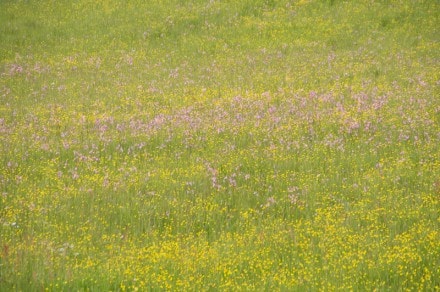 Oberallgu: Hhnermoos (Oberstdorf)