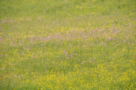 Oberallgäu: Hühnermoos (Oberstdorf)