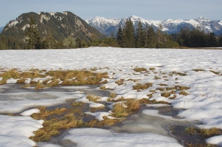 Oberallgäu: Piesenkopfmoos (Rohrmoostal)