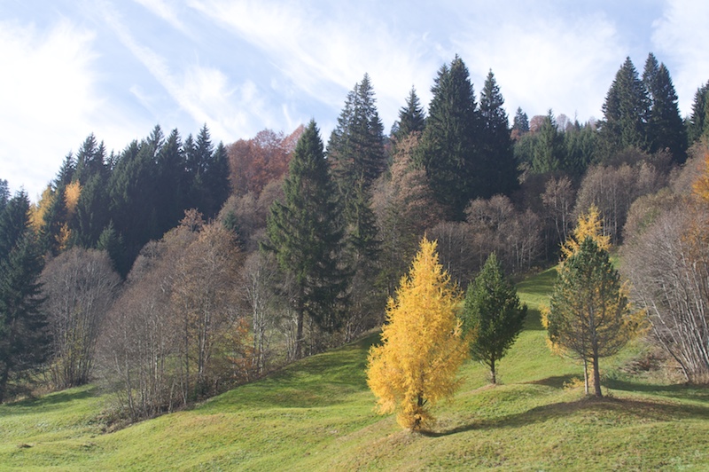 Vom Ostertal zum Mitteralpenkopf<br />(Gunzesried - Oberallgäu / 2009)