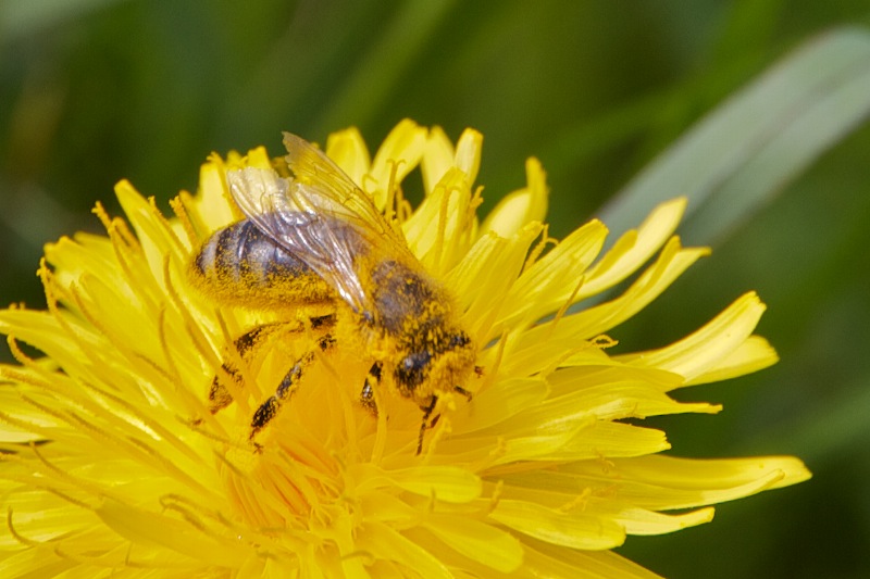 Vom Salmas Höhenweg zur Kalzhofner Höhe und Salmaser Höhe (Oberstaufen - Oberallgäu / 2010)