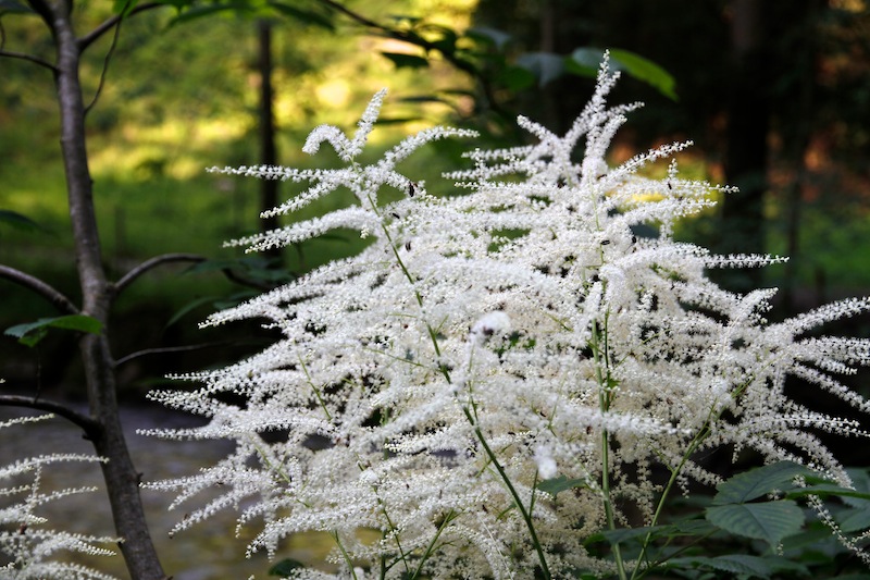 Der Eistobel bei Maierhöfen - Geotop Nr. 48 (Maierhofen - Oberallgäu / 2010)
