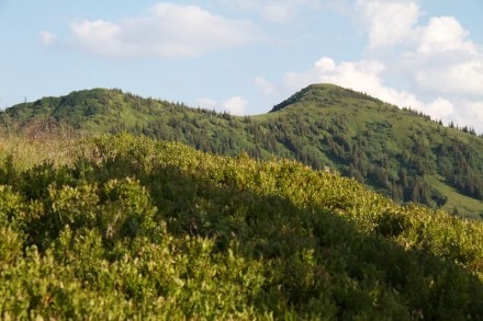Oberallgu: Waldbeeren (Gunzesried)