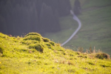 Tirol: Von Langenschwand auf die Reuterwanne und Pfeifferberg (Jungholz)