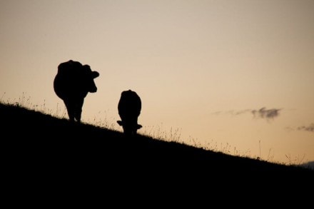 Westallgäu:  (Maierhöfen)