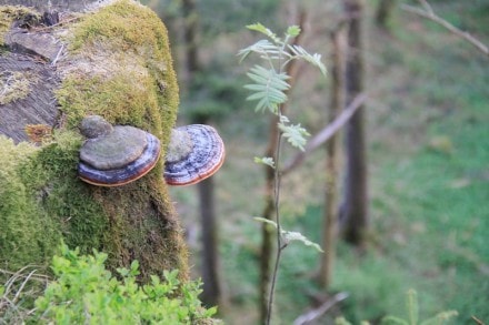 Westallgäu: Trogner Moos (Weiler-Simmerberg)