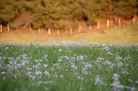Oberallgu:  (Rettenberg)