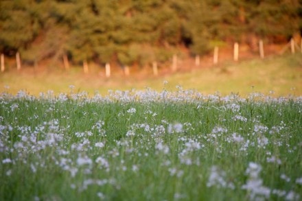 Oberallgäu:  (Rettenberg)