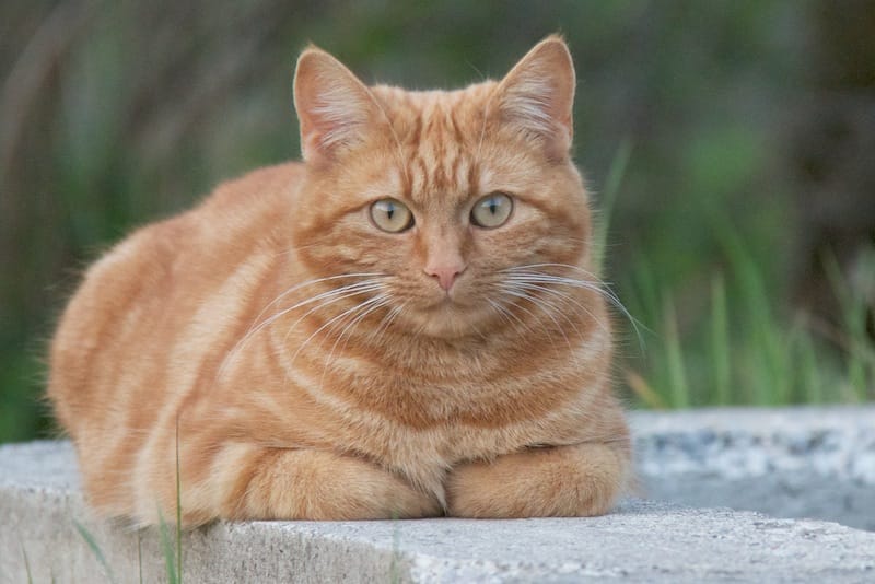 Von der Ruine Kalden, Illersteilwand, Illerstausee zur Hängebrücke (Altursried - Oberallgäu / 2011)
