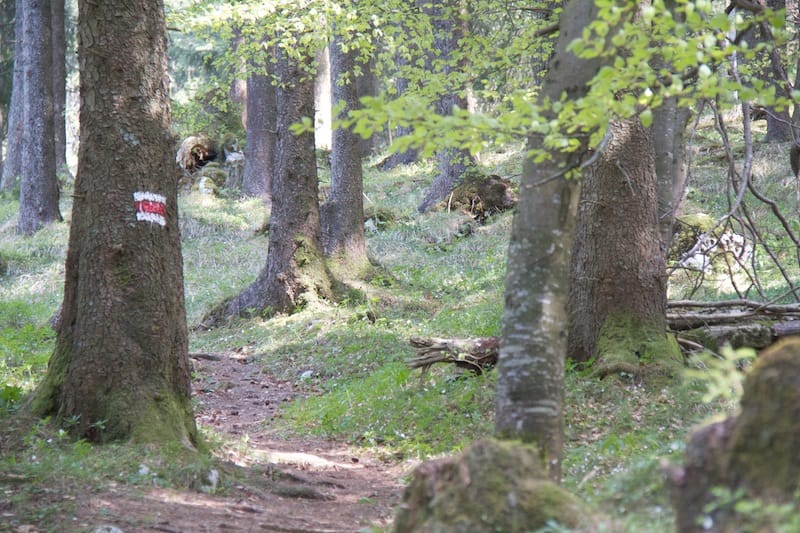 Vom Manzengrat Waldweg zur Burg Falkenstein und zur Mariengrotte<br />(Pfronten - Ostallgäu / 2011)