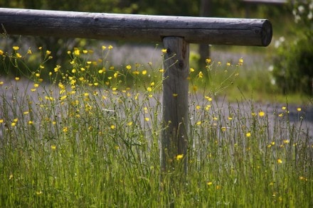 Entlang des Altusrieder Naturlehrpfad