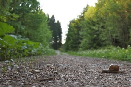 Oberallgäu: Findlinge im Kempter Wald und Umgebung (Betzigau)