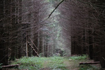 Oberallgu: Kempter Wald (Betzigau)