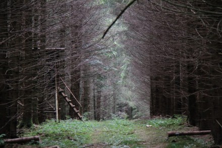 Oberallgäu: Kempter Wald (Betzigau)