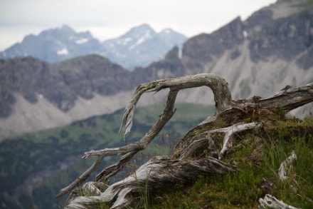 Tannheimer Tal: ber den Gamsbocksteig zur Krinnenspitze und Litnisschrofen (Nesselwngle)