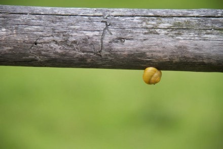 Oberallgäu: Von Hochgreut zum Notzenweiher in Kempter Wald (Betzigau)