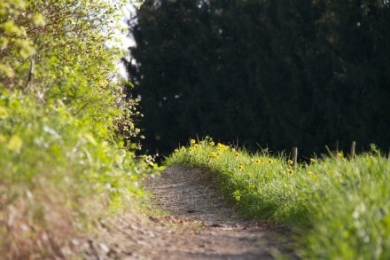 Oberallgu:  (Obergnzburg)